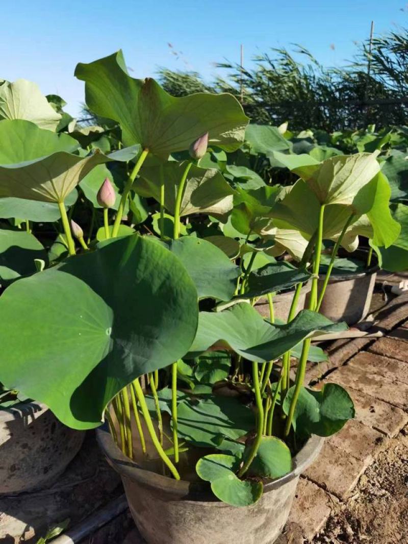 盆栽荷花盆栽睡莲大量上市量大从优产地直销