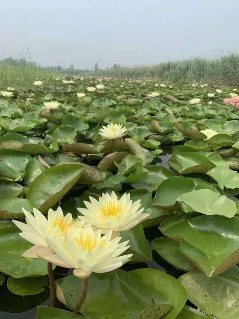 盆栽荷花盆栽睡莲大量上市量大从优产地直销