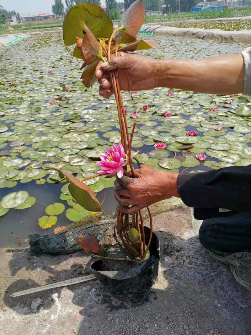 盆栽荷花盆栽睡莲大量上市量大从优产地直销