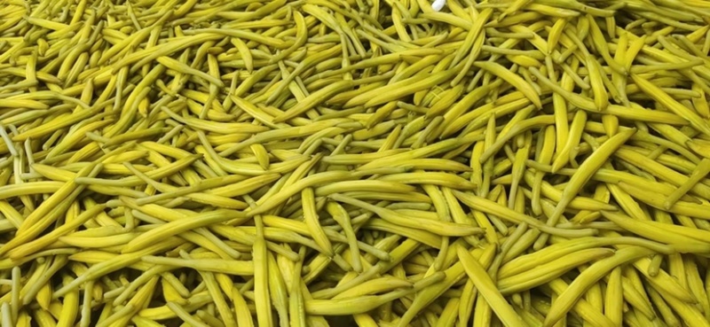 清水黄花菜原材料产地直发价格实惠万亩菜地大量走货价格优惠
