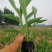 水生美人蕉盆栽美人蕉基地自产自销保质保量