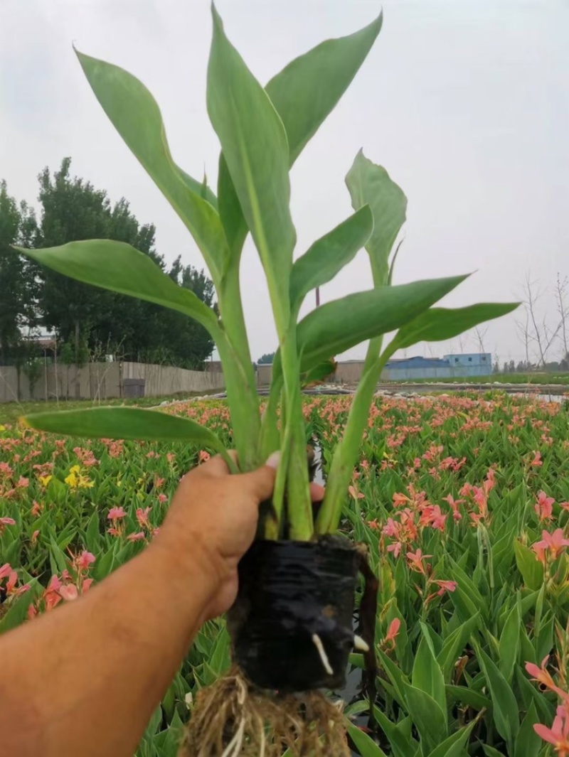 水生美人蕉盆栽美人蕉基地自产自销保质保量