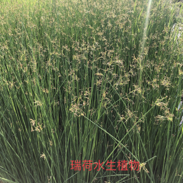 白洋淀水葱，盆栽水葱，老根苗多须易成活基地自产自销