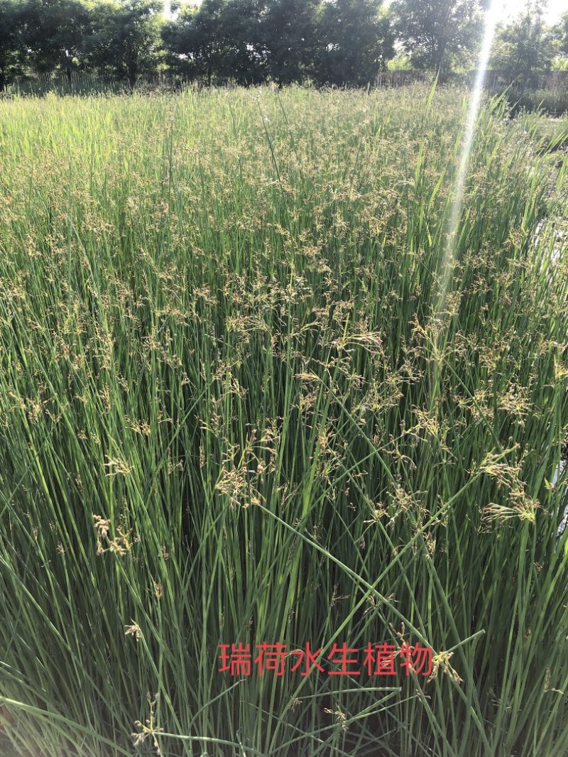 白洋淀水葱，盆栽水葱，老根苗多须易成活基地自产自销