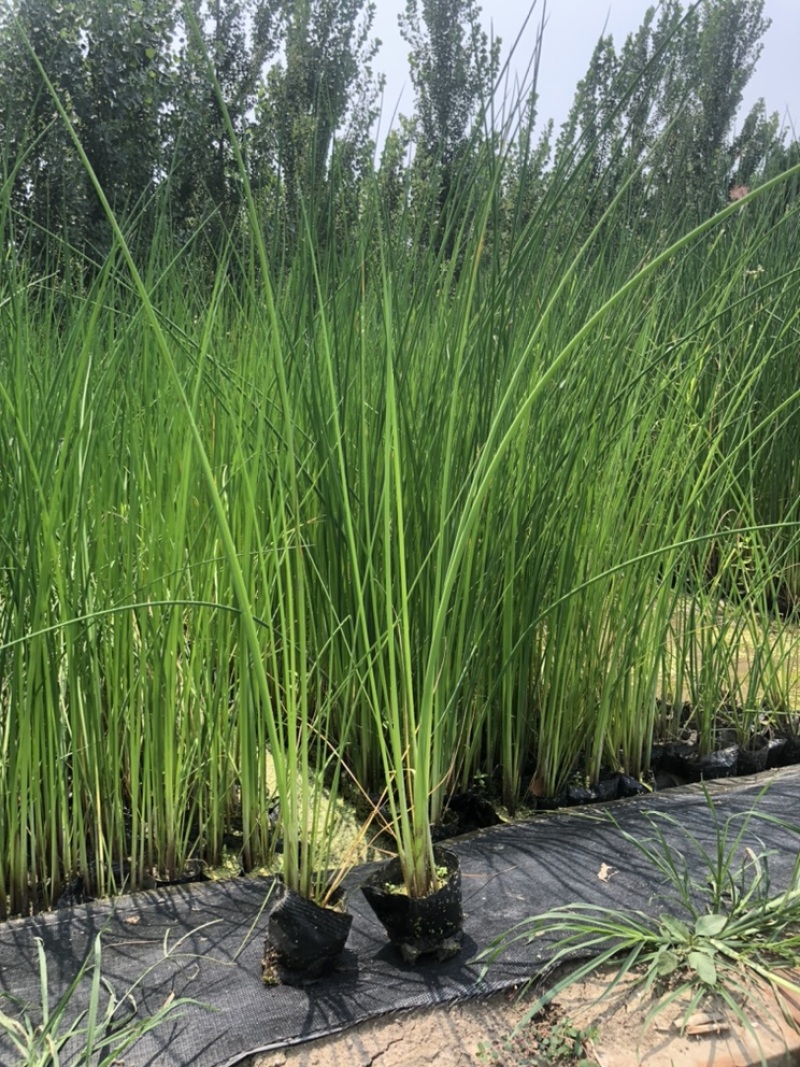 白洋淀水葱，盆栽水葱，老根苗多须易成活基地自产自销