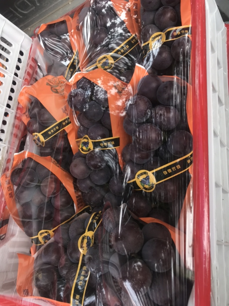 乒乓球葡萄熟了，有想法的朋友们抓紧时间一亩田联系我