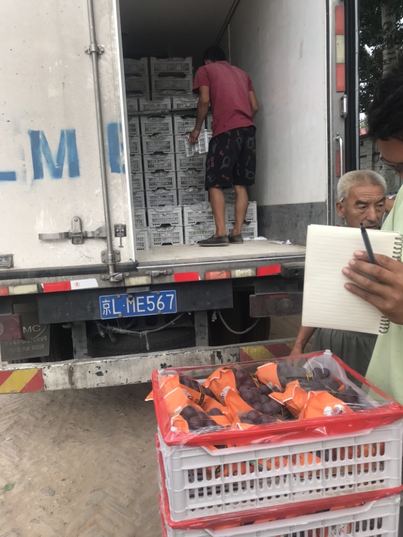 乒乓球葡萄熟了，有想法的朋友们抓紧时间一亩田联系我