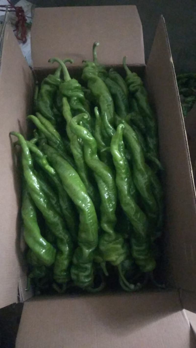 芜湖椒，线椒，螺丝椒牛角，一手货源批发品质保证价格美丽