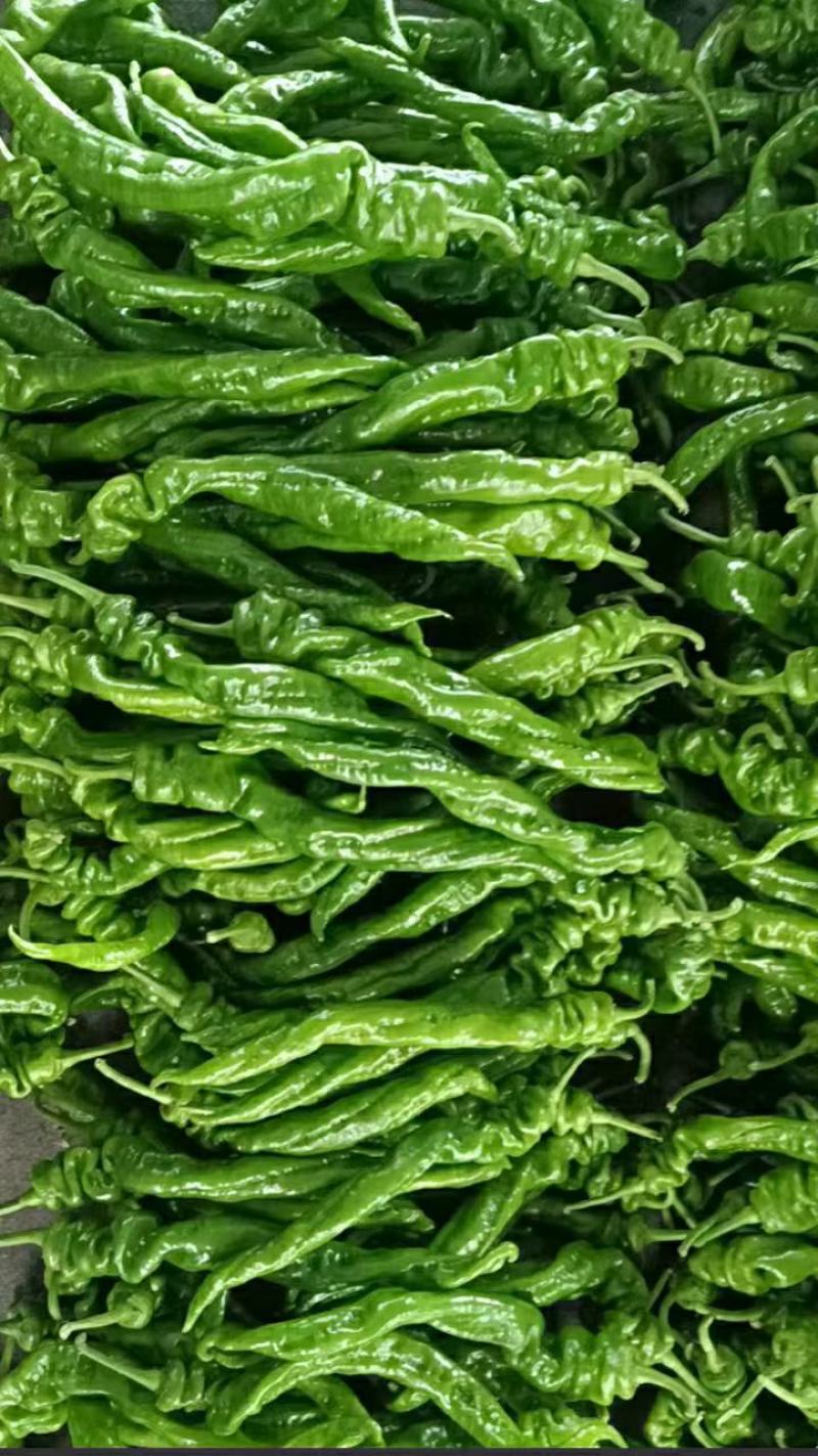 芜湖椒，线椒，螺丝椒牛角，一手货源批发品质保证价格美丽