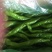 芜湖椒，线椒，螺丝椒牛角，一手货源批发品质保证价格美丽