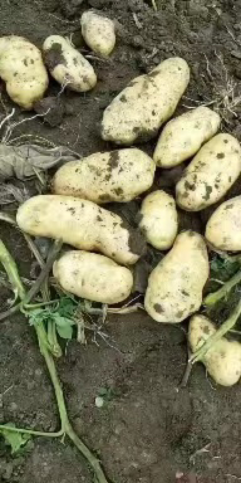 精品东北土豆荷兰十五货量充足质量好个头大