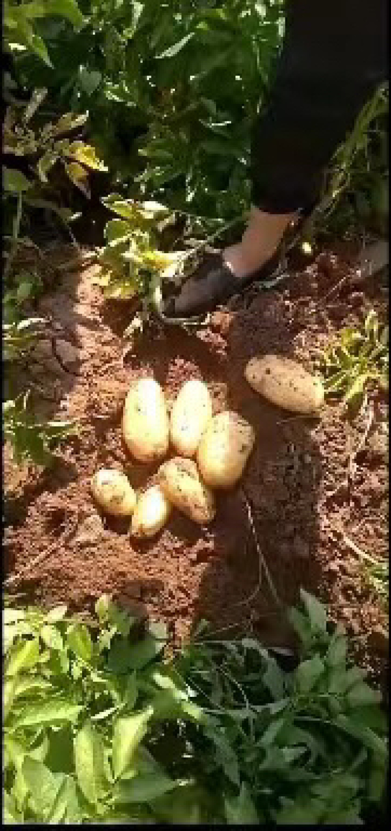 精品东北土豆荷兰十五货量充足质量好个头大