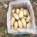 精品东北土豆荷兰十五货量充足质量好个头大