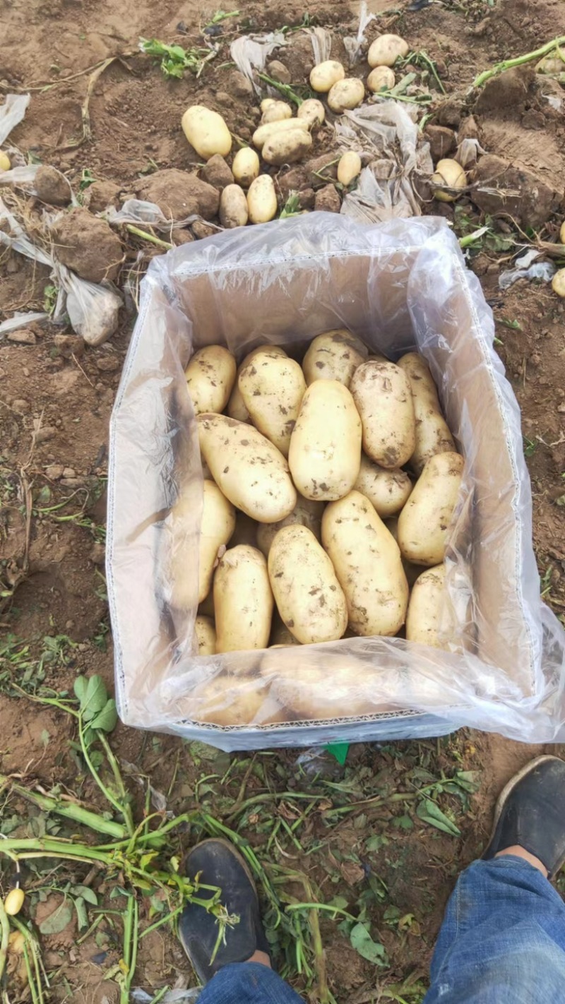 精品东北土豆荷兰十五货量充足质量好个头大