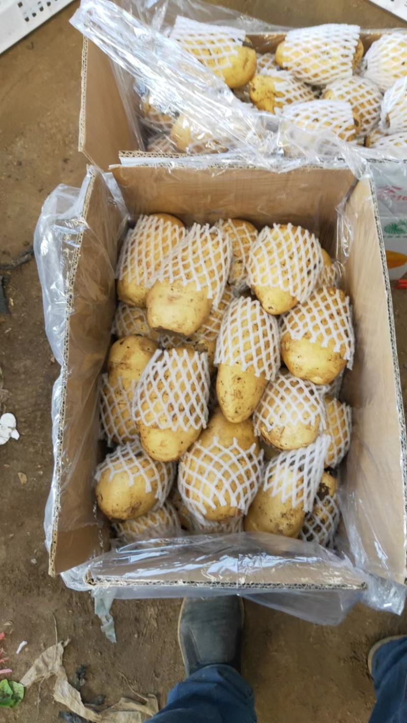 精品东北土豆荷兰十五货量充足质量好个头大