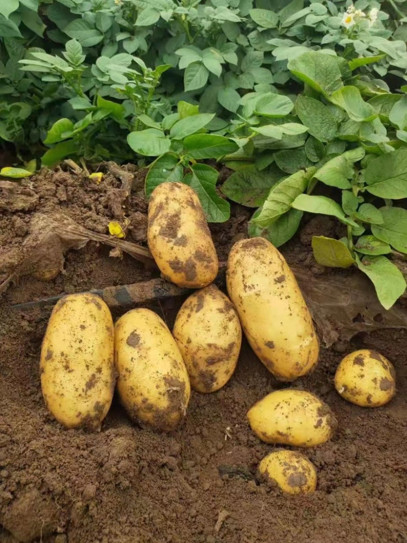 精品东北土豆荷兰十五货量充足质量好个头大