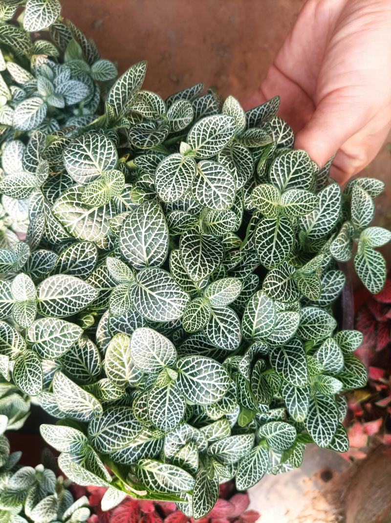 网纹草(可剪叶发货）基地出货
