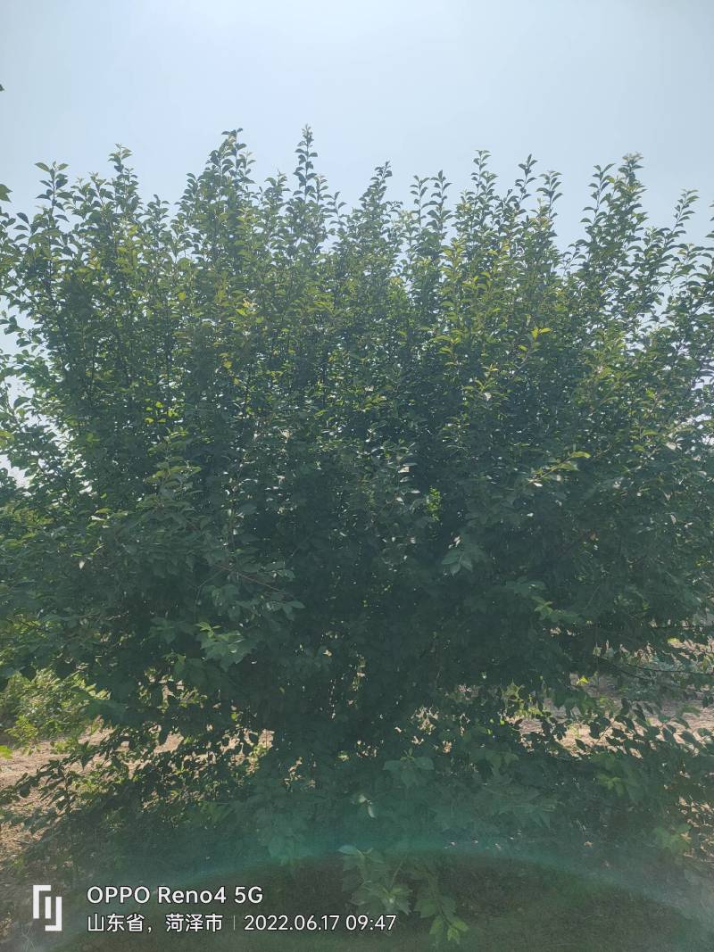榆叶梅