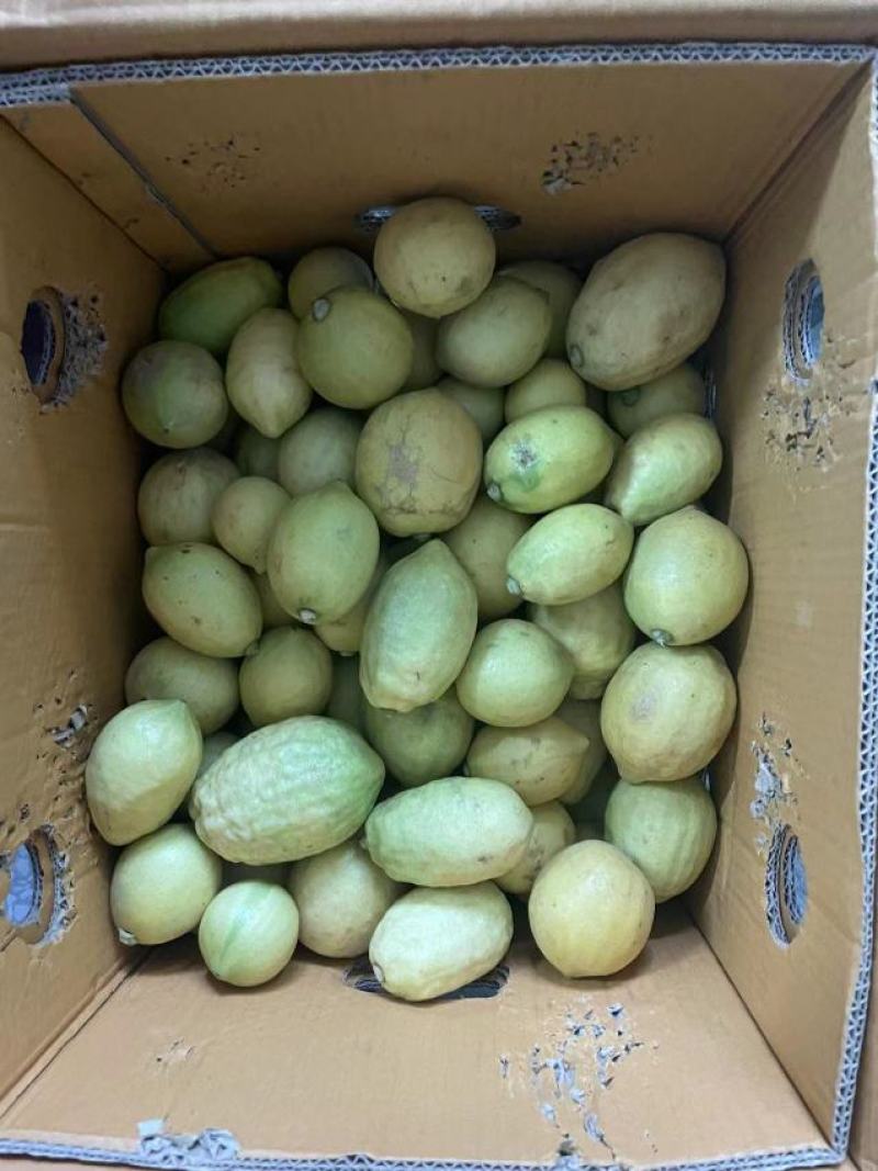 黄果