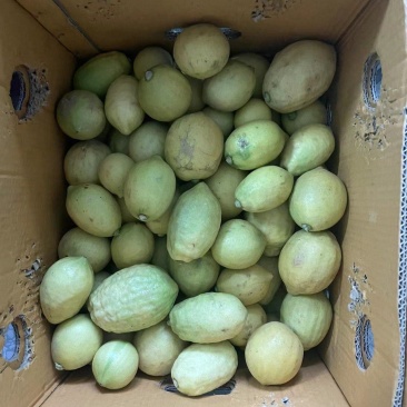 黄果