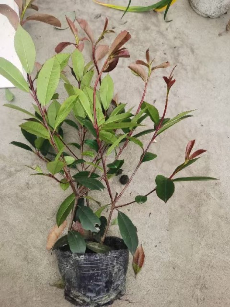 自产自销红叶石楠