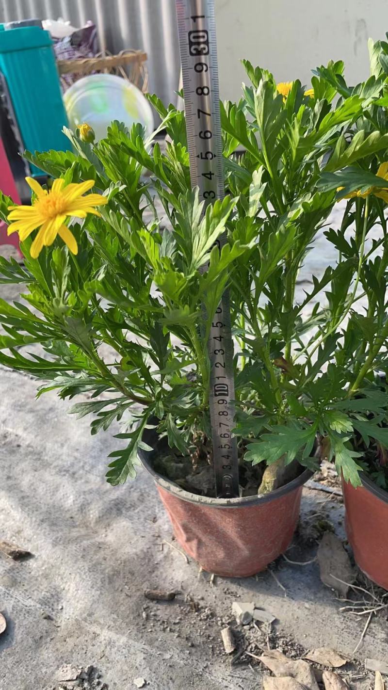 木春菊