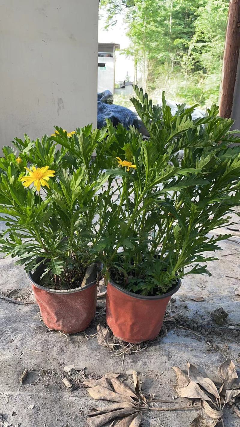 木春菊