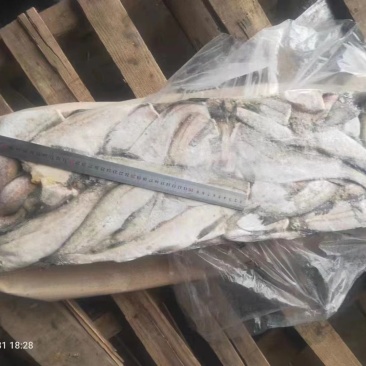 金鲳鱼狭鳕鱼带鱼虾皮