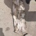 金鲳鱼狭鳕鱼带鱼虾皮