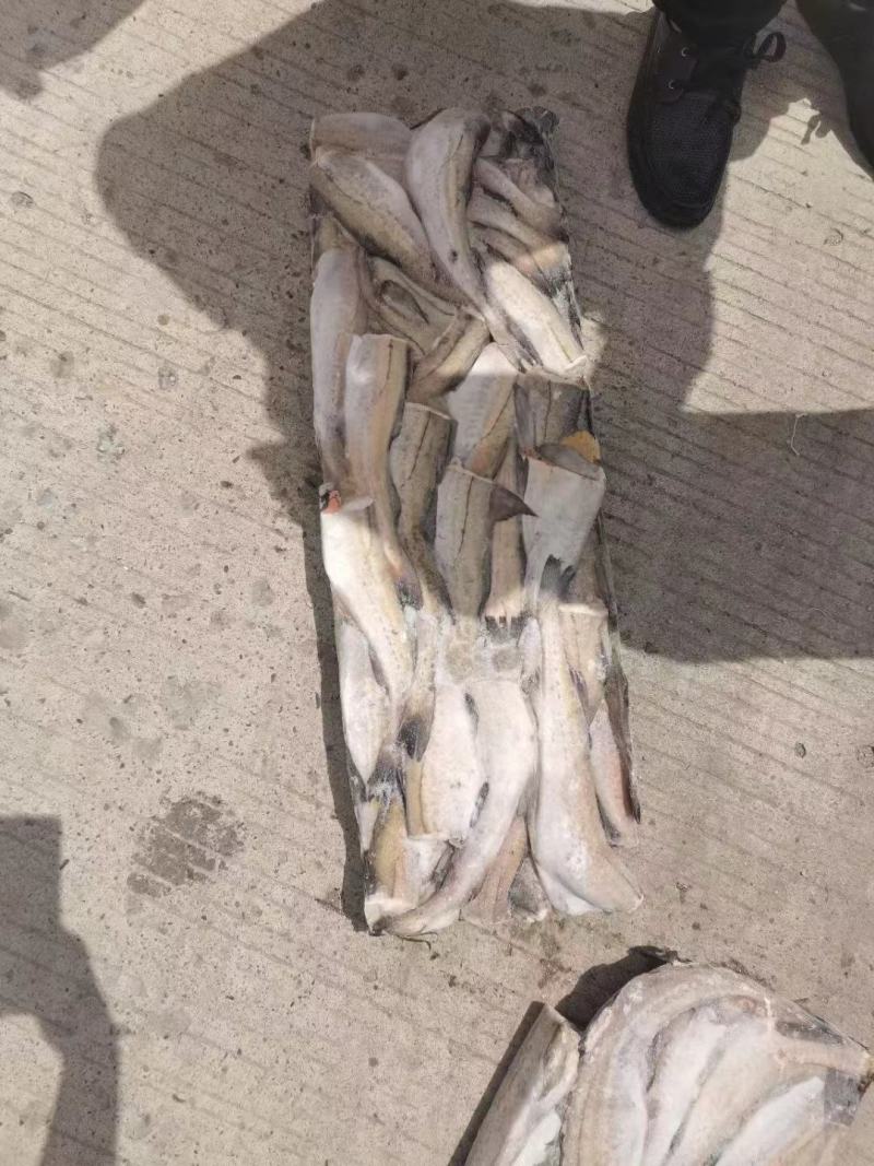 金鲳鱼狭鳕鱼带鱼虾皮