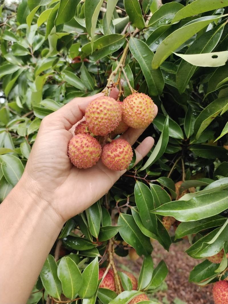广东阳春的贵味荔枝已经成熟上市。。。。。。。。。。