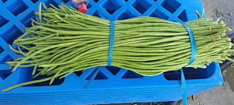长豆角70公分