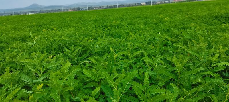 黄芪种苗
