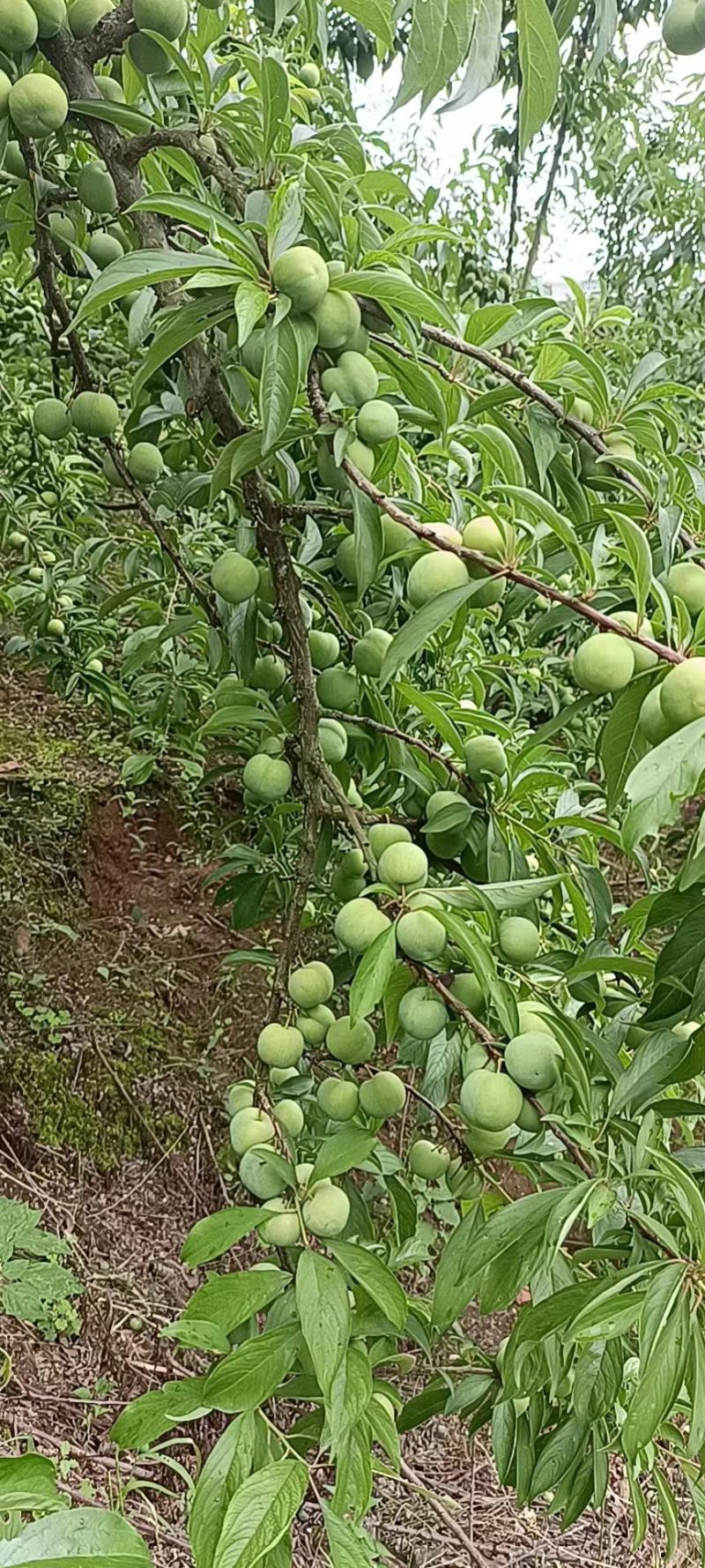 青脆李子