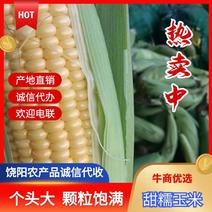 《精选》糯玉米水果玉米珍珠玉米甜玉米大量上市了软糯香甜