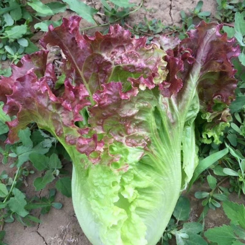 【紫水晶生菜种子】特色紫叶沙拉生菜种子养颜四季盆栽蔬菜种