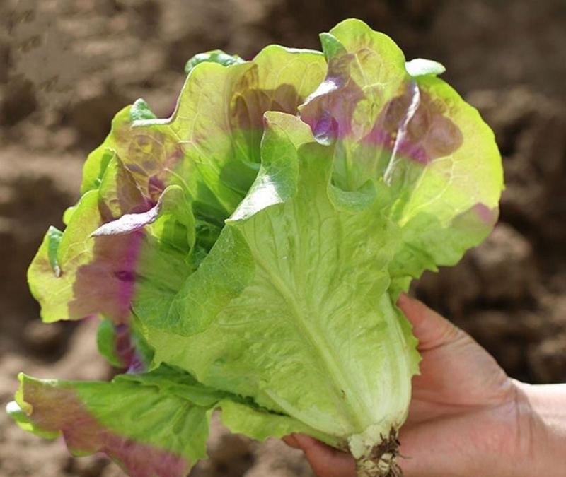 【紫水晶生菜种子】特色紫叶沙拉生菜种子养颜四季盆栽蔬菜种