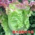 【紫水晶生菜种子】特色紫叶沙拉生菜种子养颜四季盆栽蔬菜种