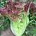 【紫水晶生菜种子】特色紫叶沙拉生菜种子养颜四季盆栽蔬菜种