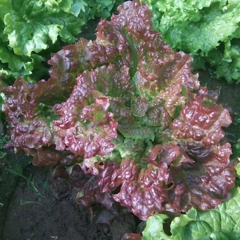 【紫水晶生菜种子】特色紫叶沙拉生菜种子养颜四季盆栽蔬菜种
