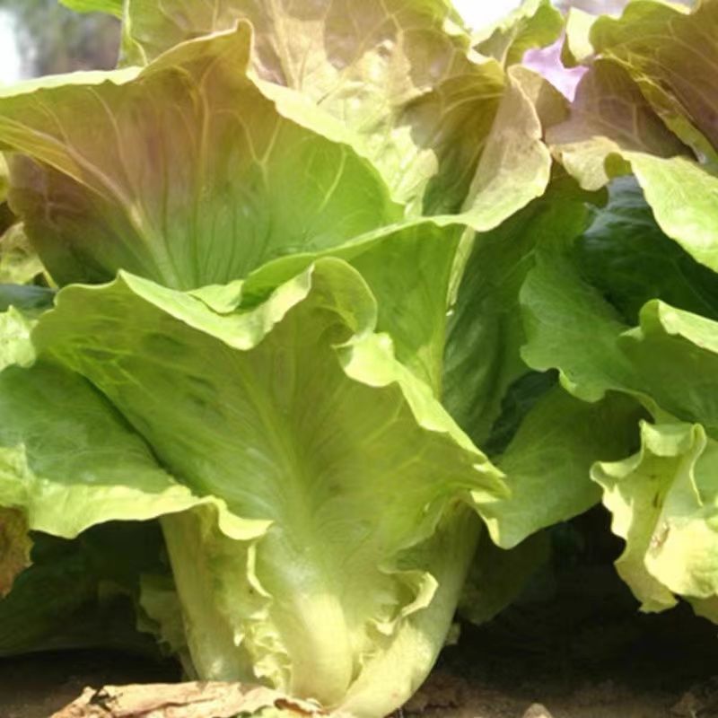 【紫水晶生菜种子】特色紫叶沙拉生菜种子养颜四季盆栽蔬菜种