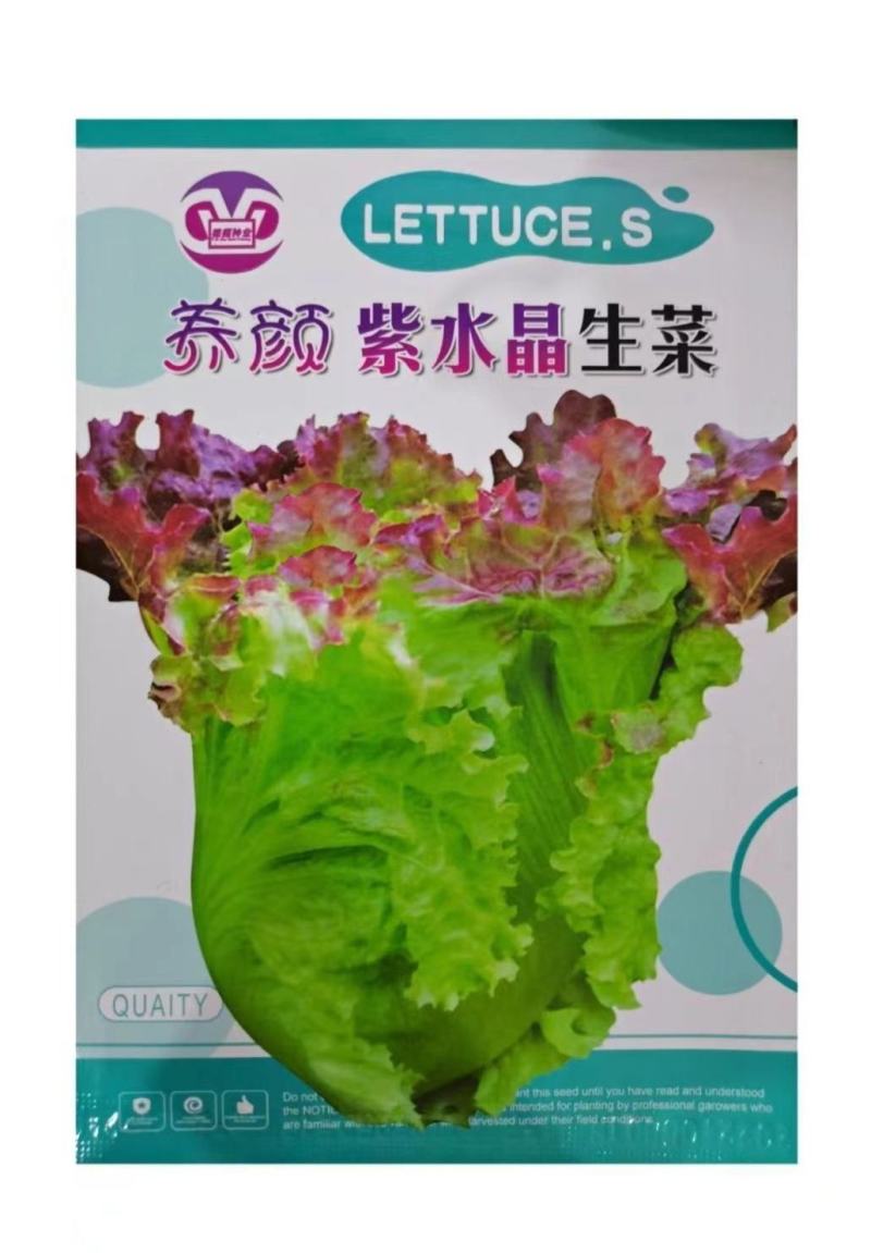 【紫水晶生菜种子】特色紫叶沙拉生菜种子养颜四季盆栽蔬菜种