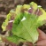 【紫水晶生菜种子】特色紫叶沙拉生菜种子养颜四季盆栽蔬菜种