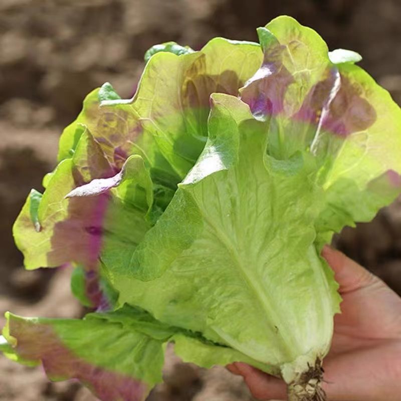 【紫水晶生菜种子】特色紫叶沙拉生菜种子养颜四季盆栽蔬菜种