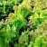 【紫水晶生菜种子】特色紫叶沙拉生菜种子养颜四季盆栽蔬菜种