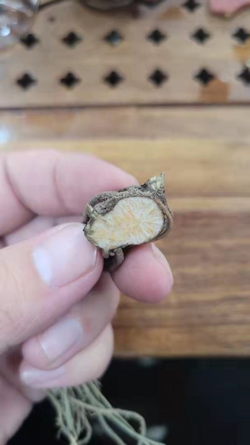 北苍术苗种子