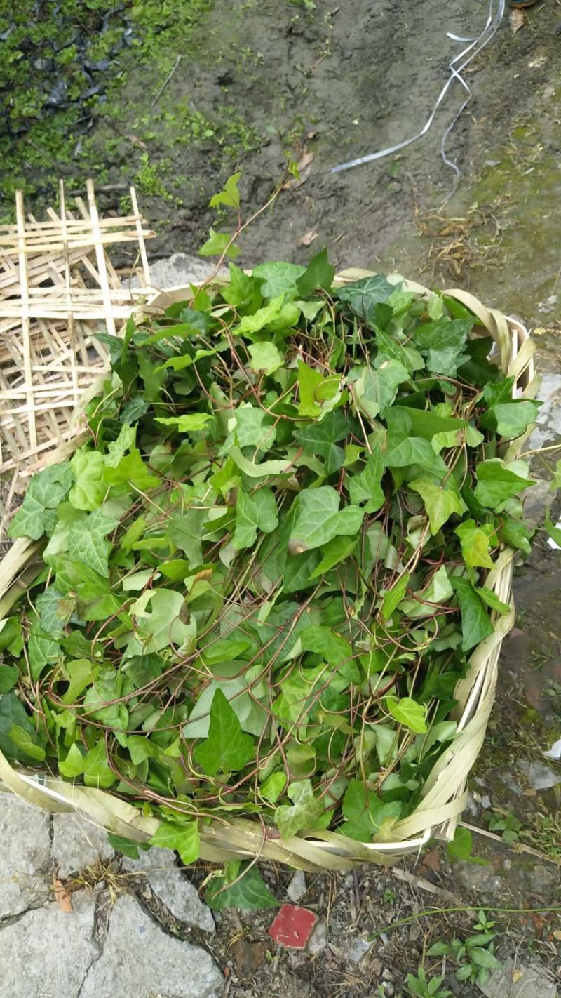 爬山虎