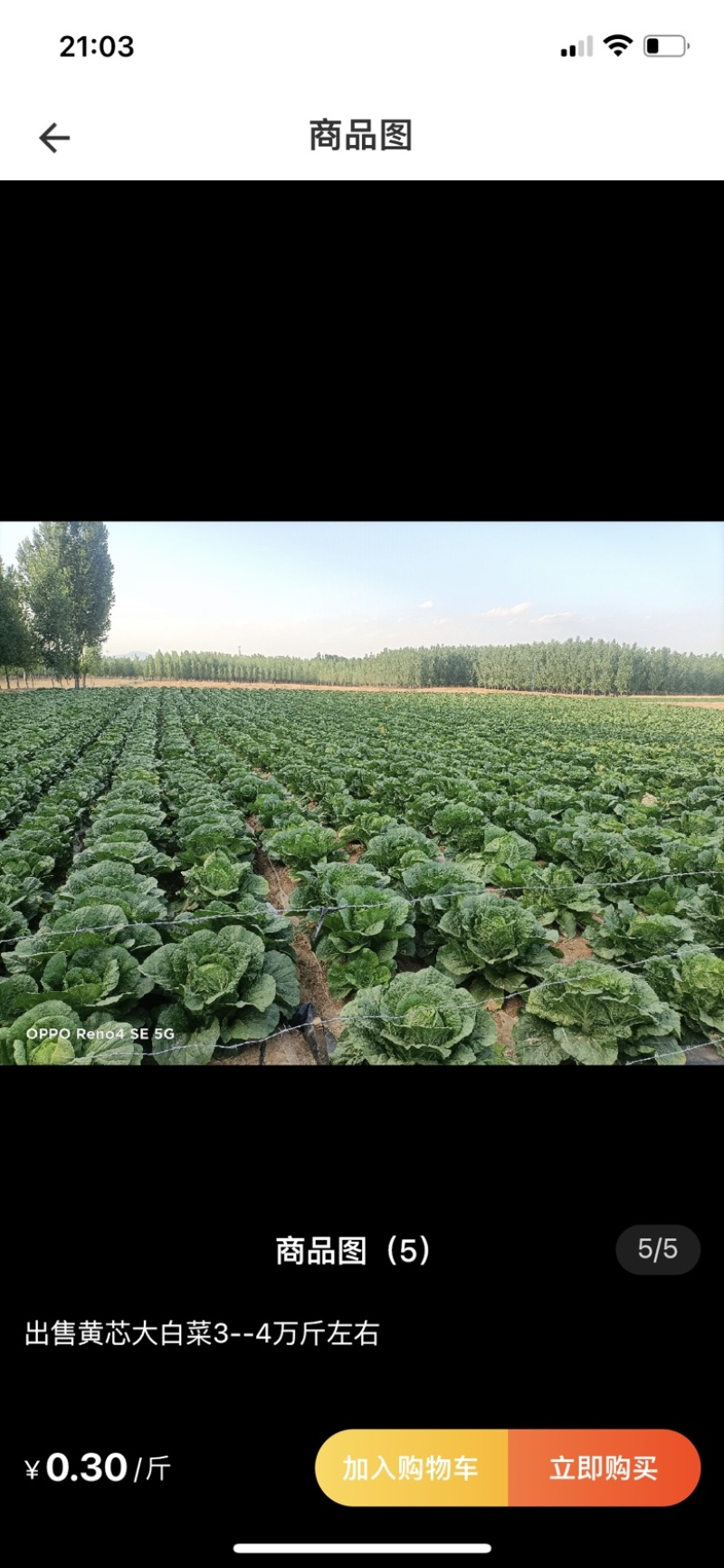 黑龙江省大庆市肇州县黄心大白菜