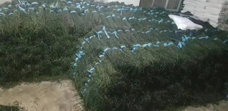 干豆角，质量保证