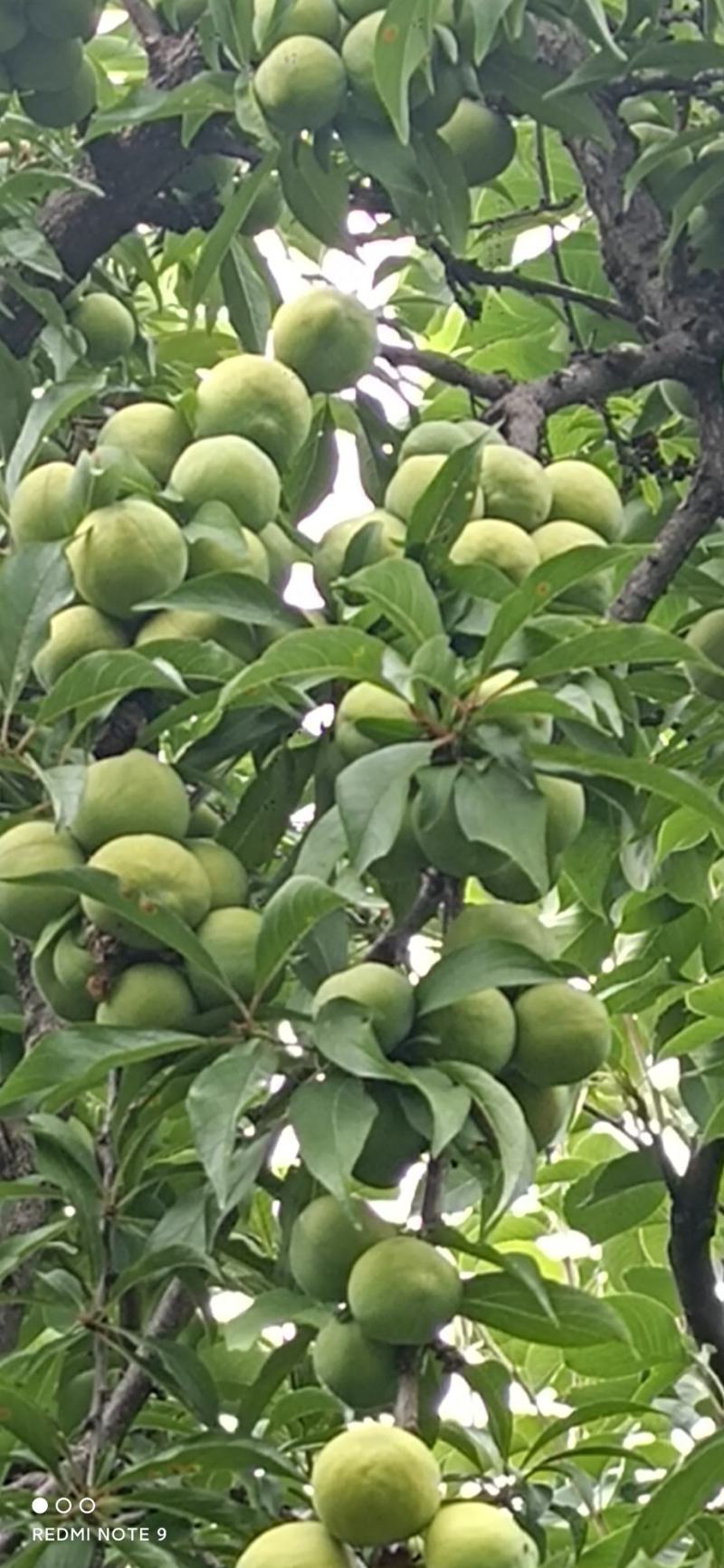 青脆李